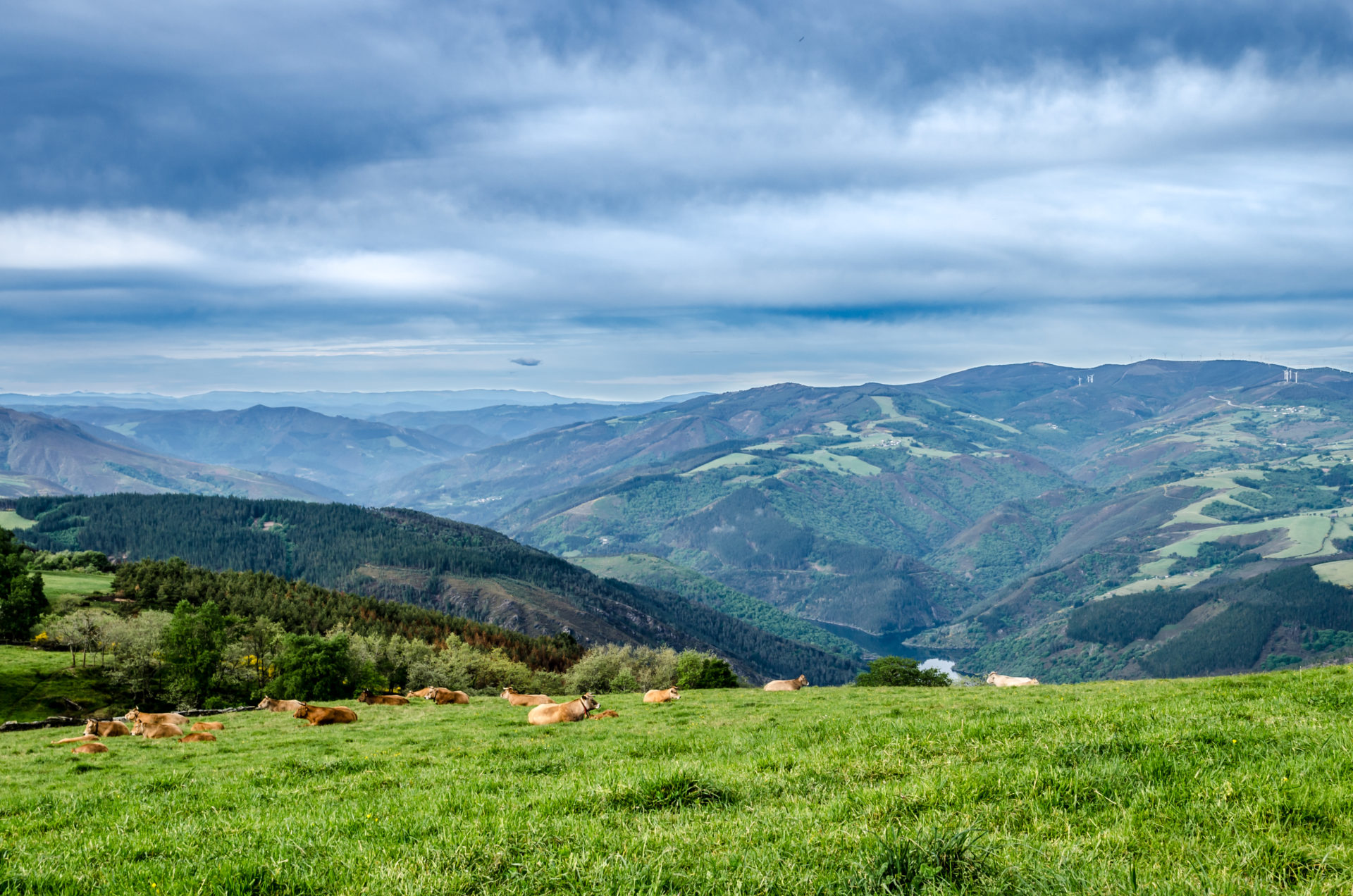 Camino Primitivo1