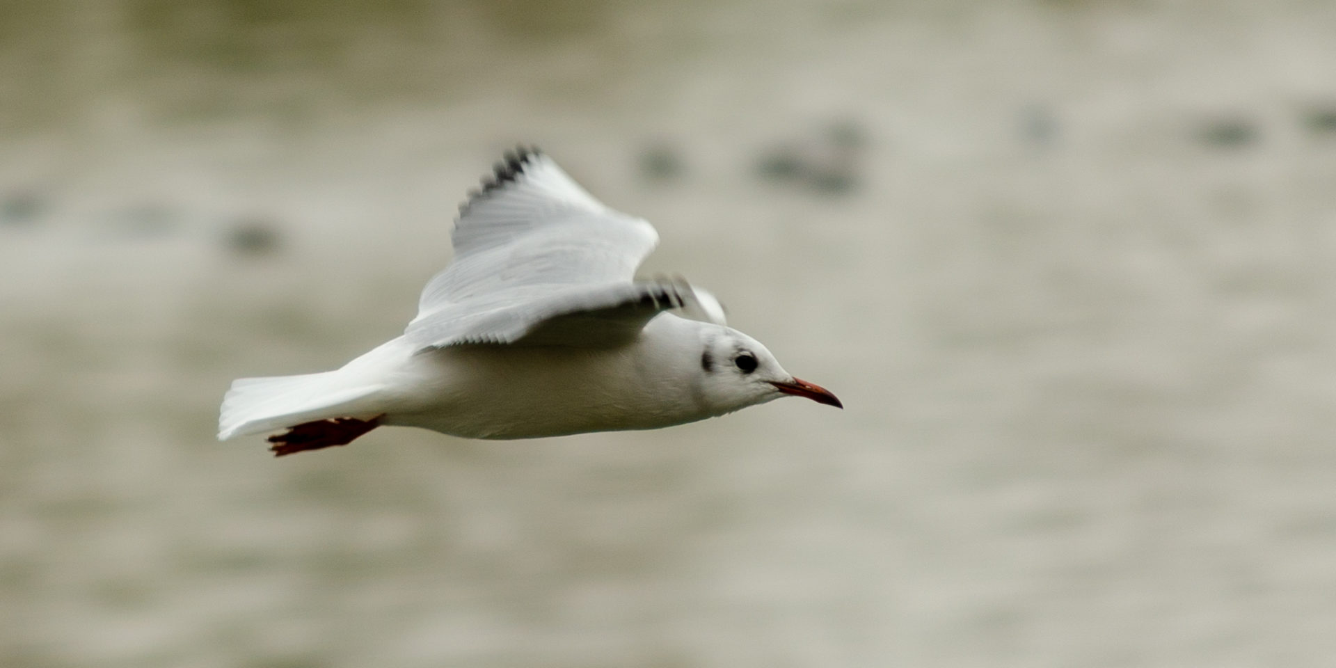 Pajaro2