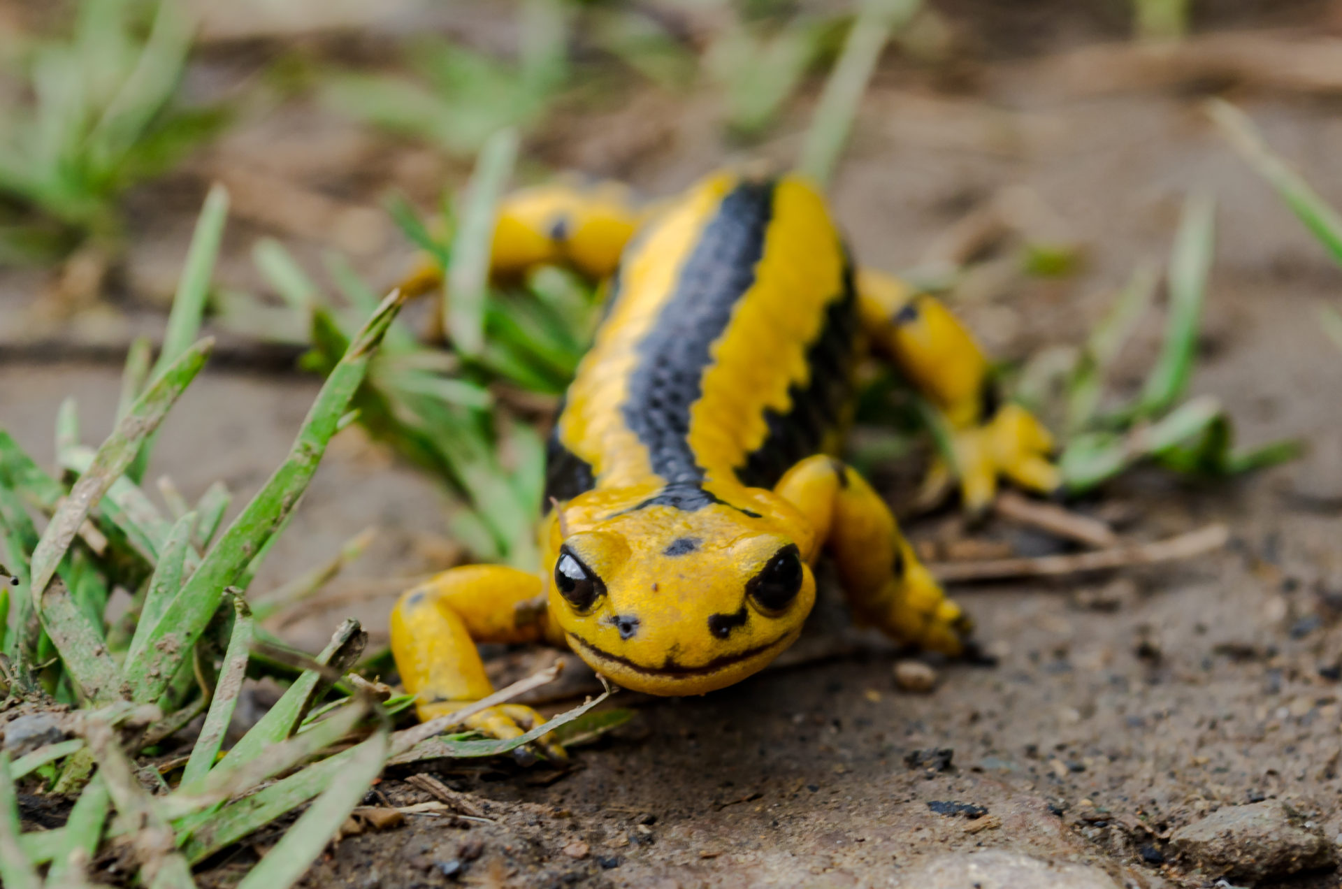 Salamandra